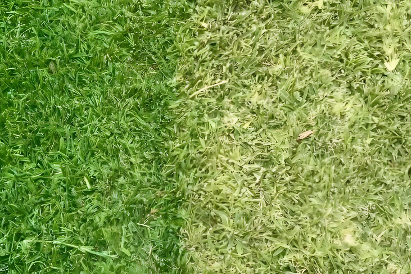 A lawn half painted a vivid green beside the dry pale grass it started as