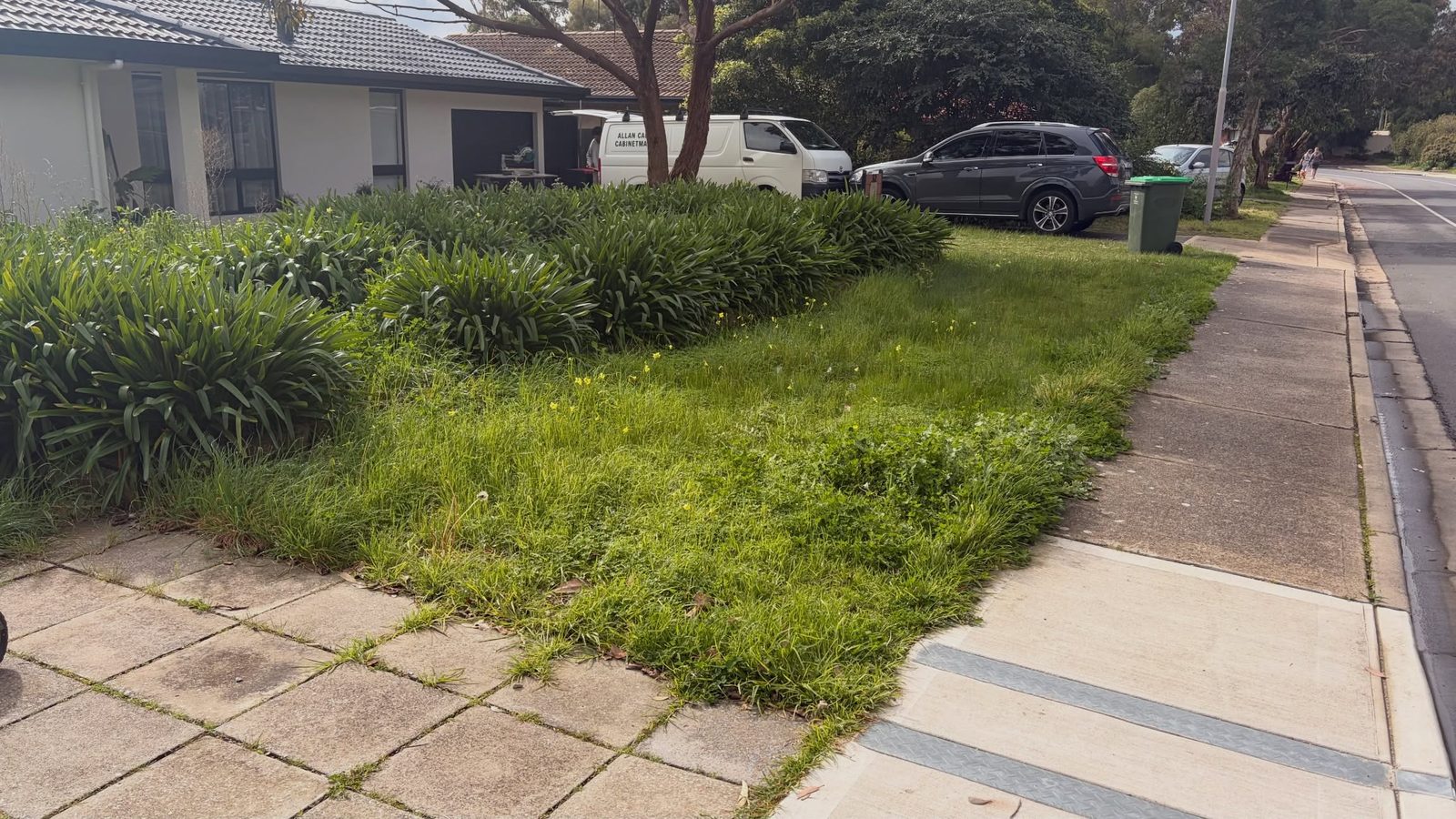An overgrown front verge with weeds through the lawn beside an agapanthus bed and the road