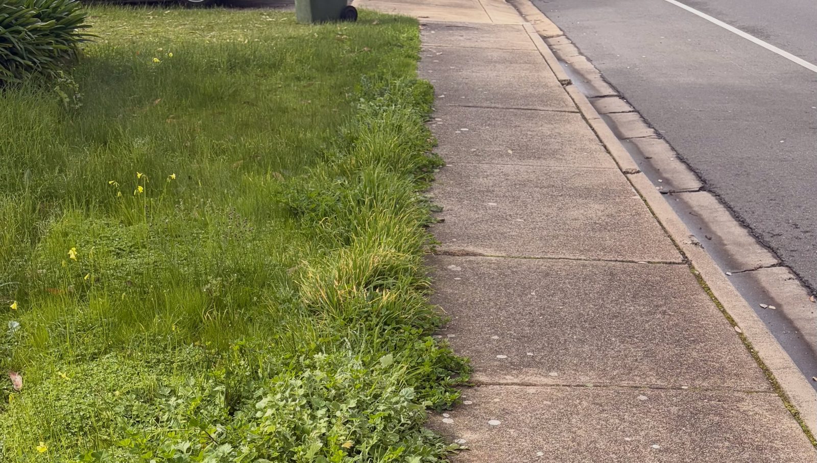 Long grass and weeds spilling over the edge of a concrete footpath