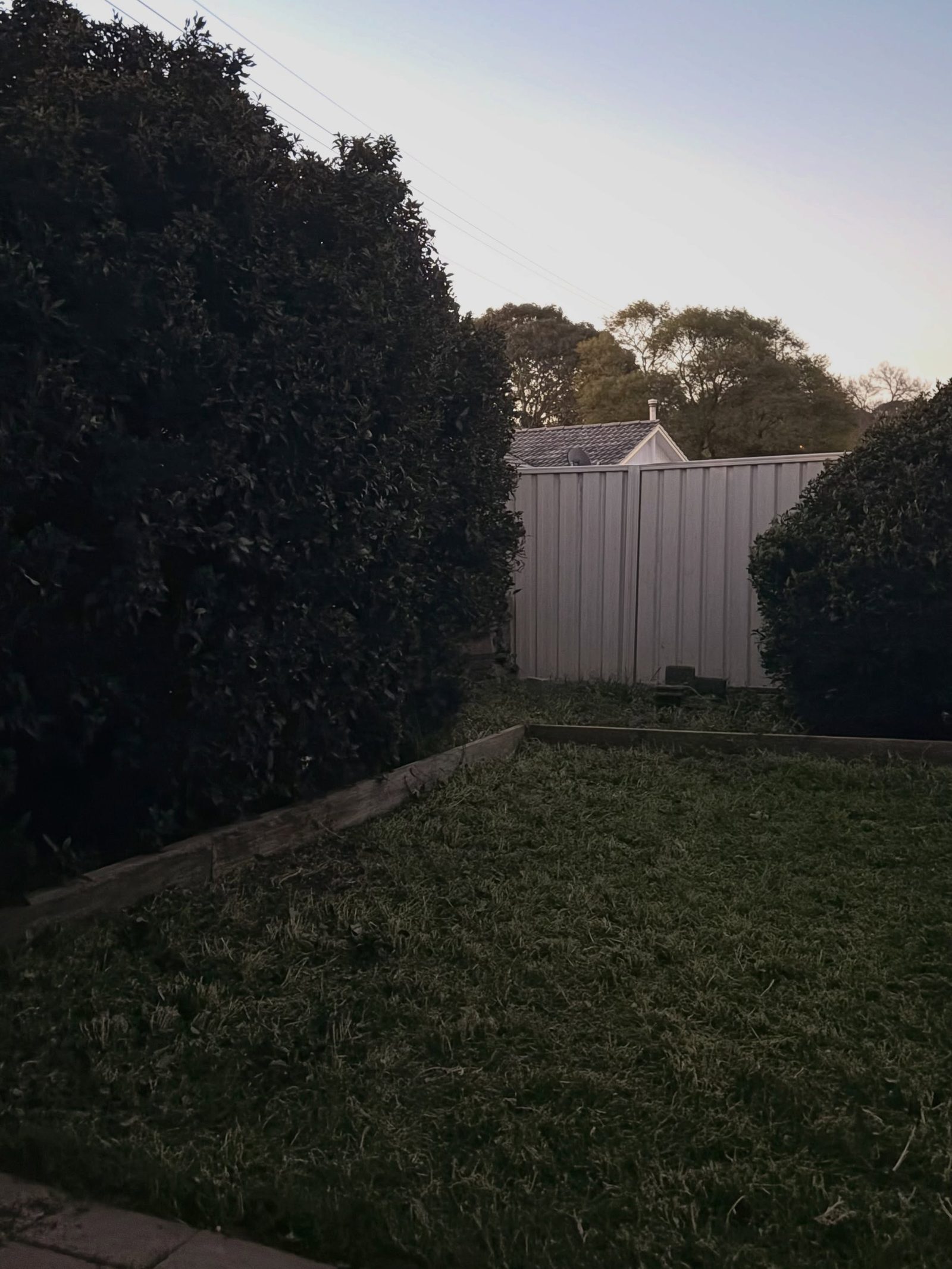 The same backyard mown down to a lawn between the trimmed hedges