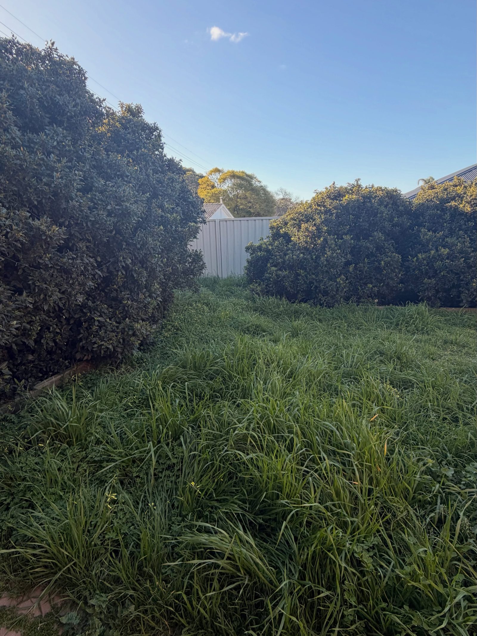 An overgrown backyard of knee-high weeds and grass between two tall hedges, a shed behind