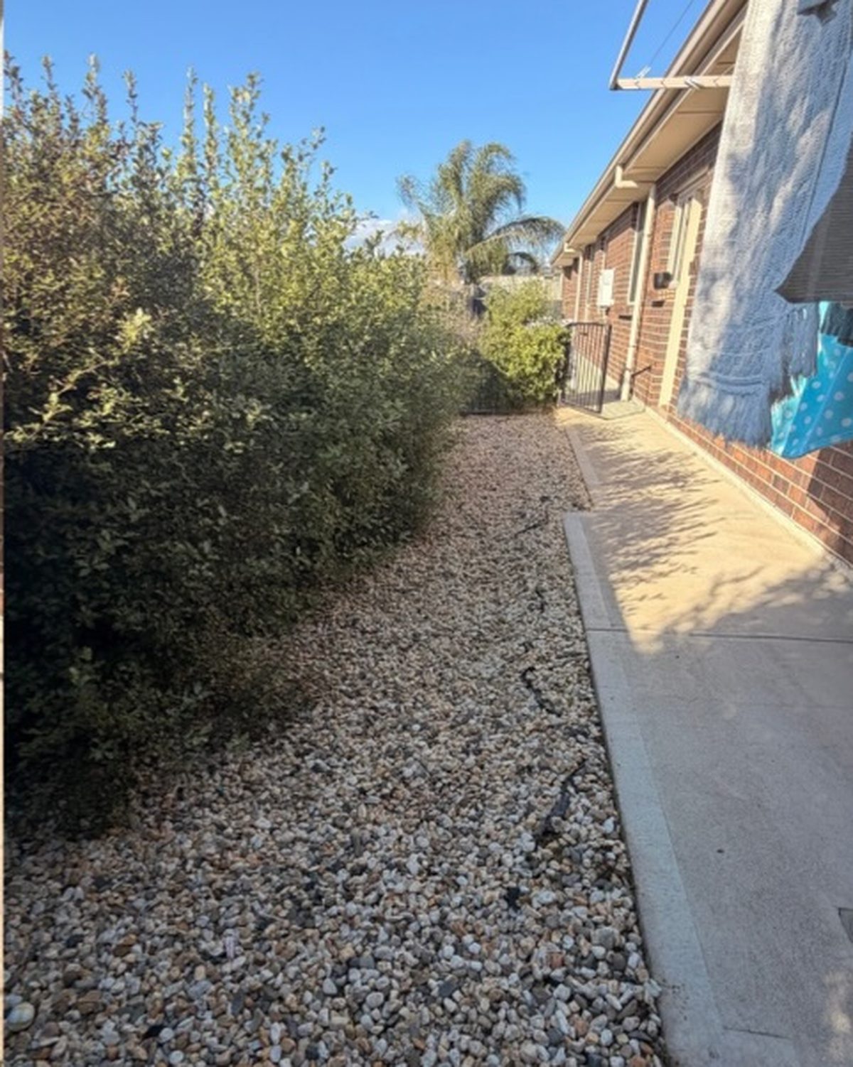An overgrown side yard, shrubs spilling over a pebbled bed beside a concrete path along a brick house