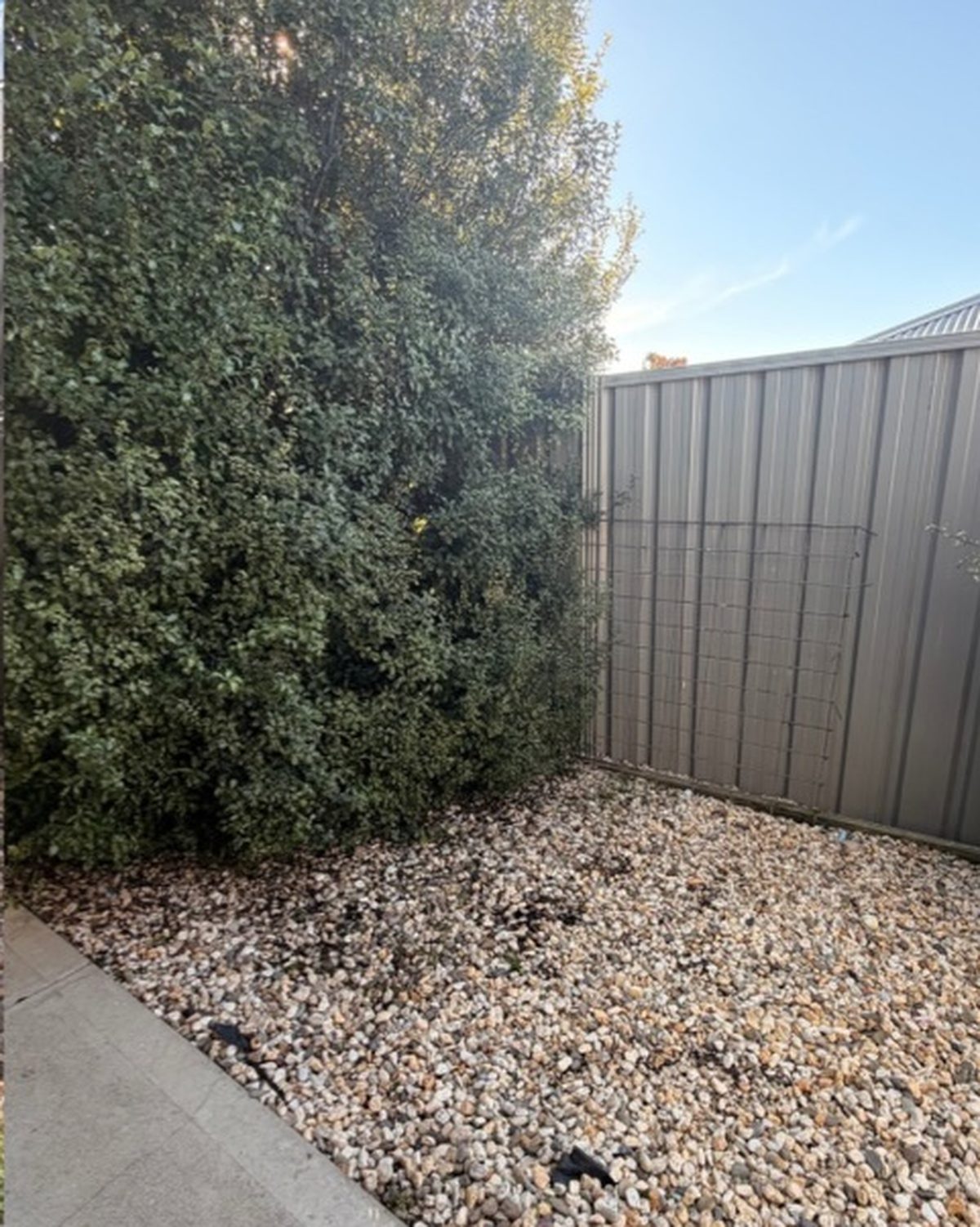 A tidied garden corner beside a colourbond fence, dense shrubs over a pebbled bed and a clean path edge