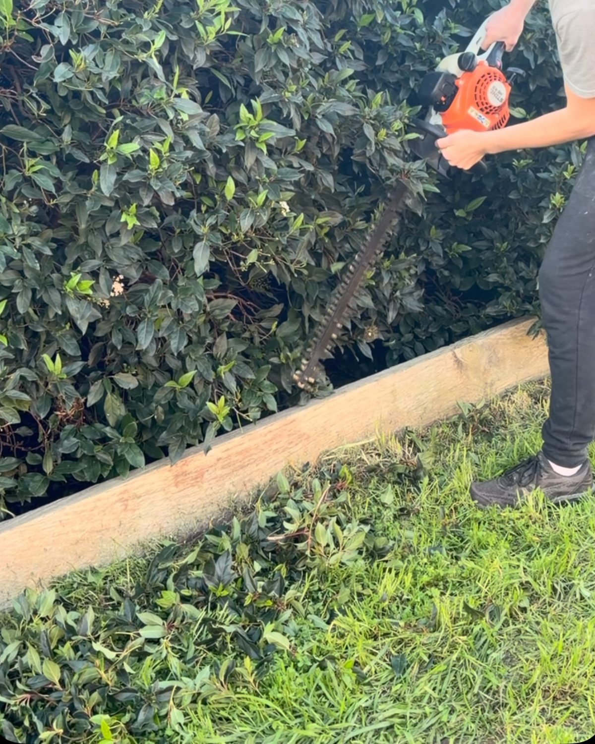 A hedge being trimmed level with a hedge trimmer, clippings scattered across the lawn below