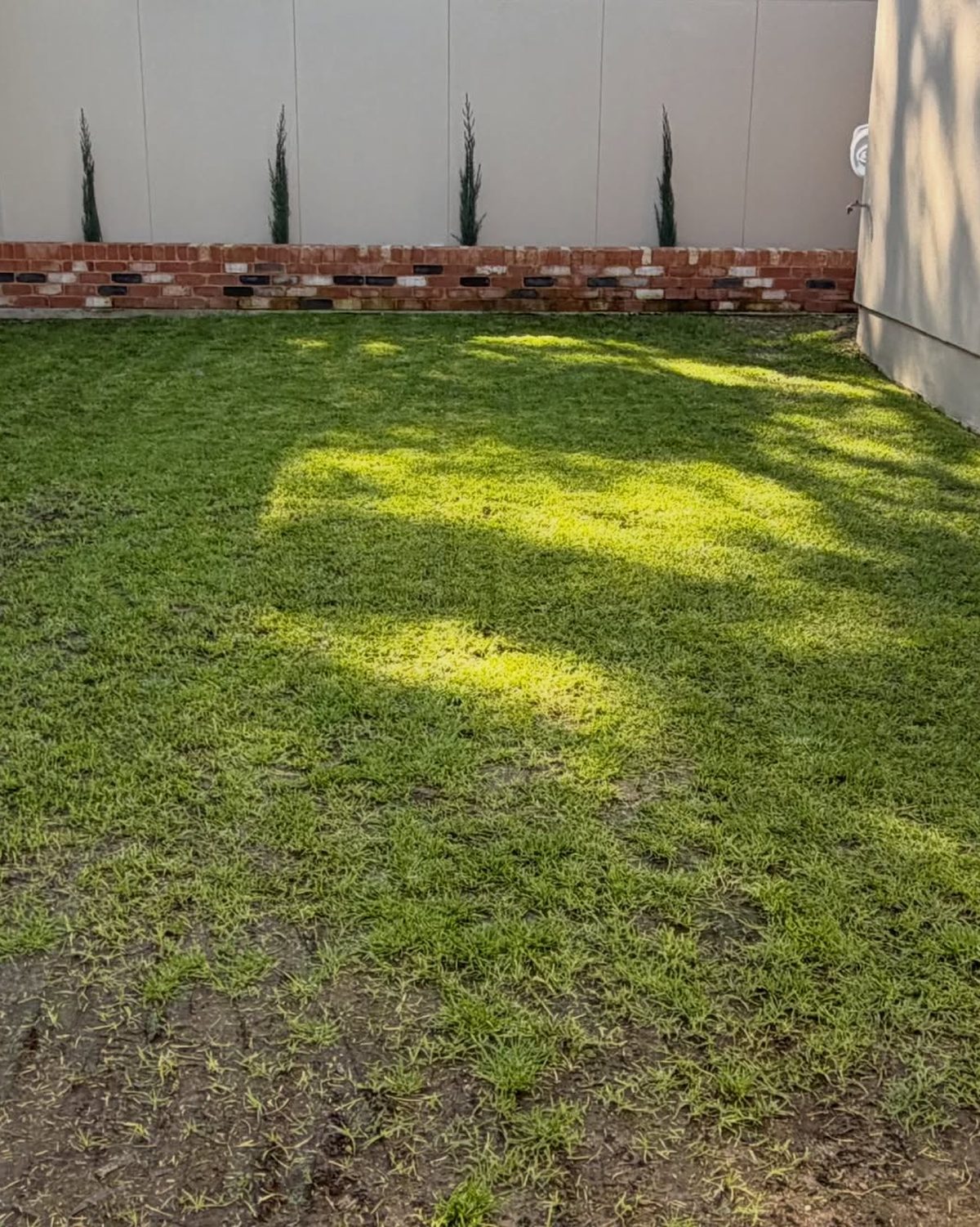 A freshly mown backyard lawn in dappled light, a low brick wall and pencil pines along the fence