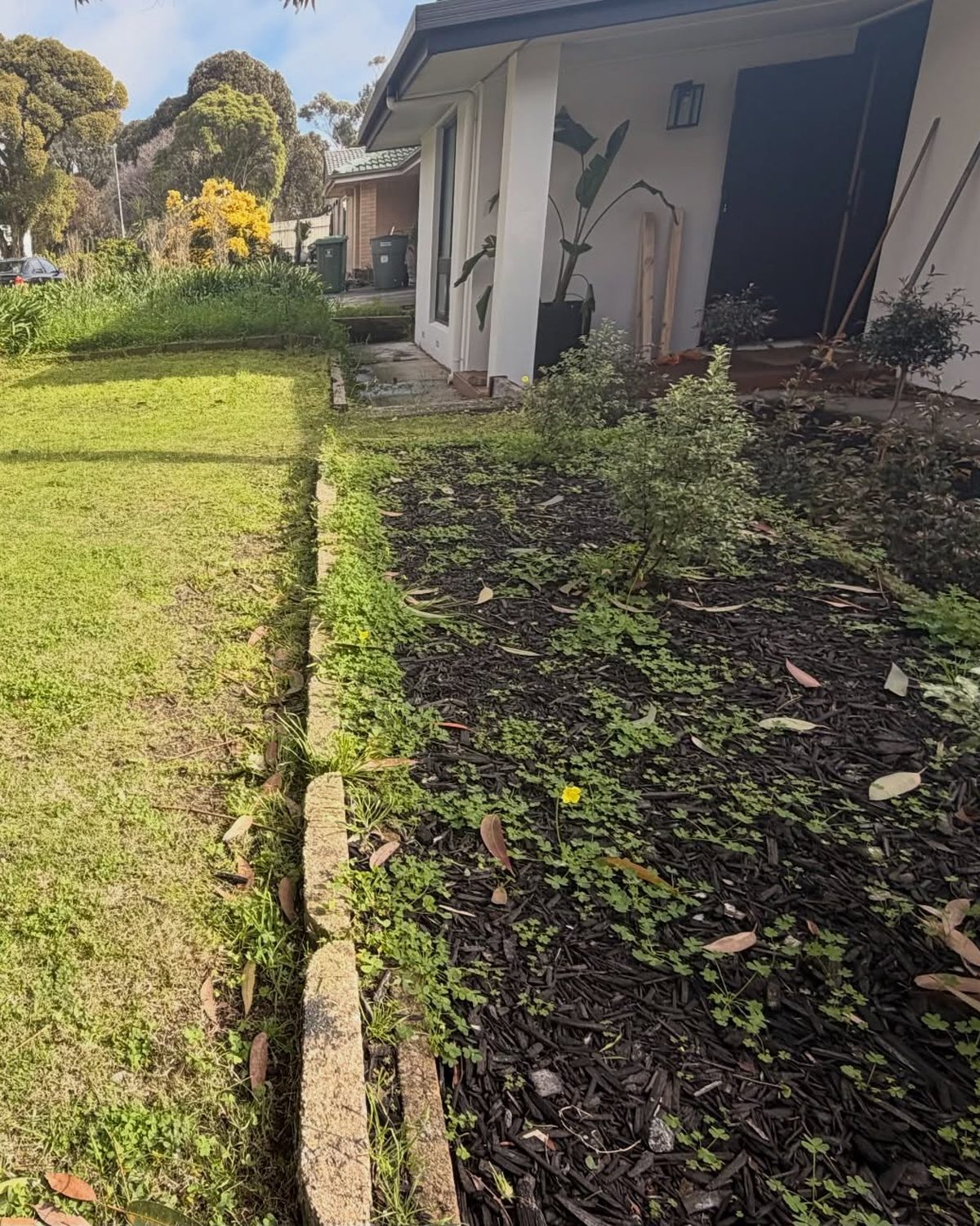 A front garden bed with weeds through the mulch beside a mown lawn, at the front of a rendered house